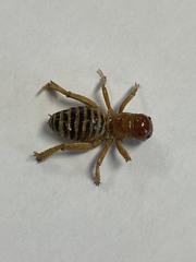 Ammopelmatus