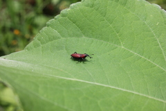 Rhodobaenus sanguineus