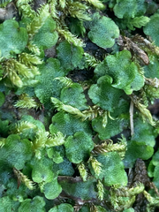 Marchantia
