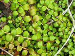 Gaultheria hispidula