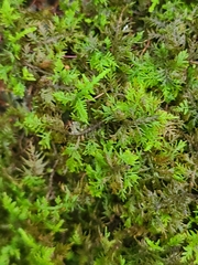 Thuidium delicatulum