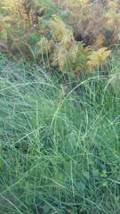 Cyperus longus badius
