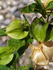 Nicandra physalodes