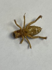 Ammopelmatus