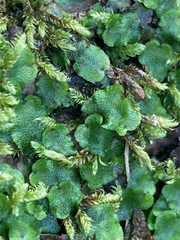 Marchantia