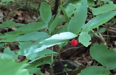 Streptopus lanceolatus