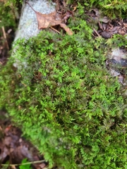 Thuidium delicatulum