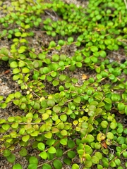 Gaultheria hispidula
