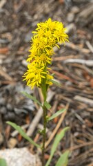 Solidago simplex