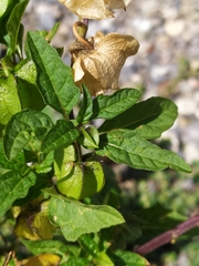 Nicandra physalodes