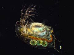 Daphnia longispina