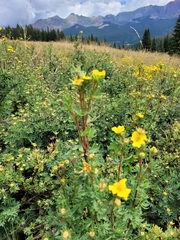 Dasiphora fruticosa