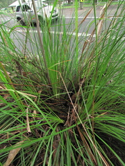 Xanthorrhoea minor minor