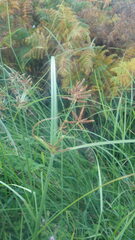 Cyperus longus badius