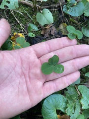 Trifolium stoloniferum