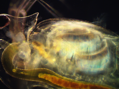 Daphnia longispina