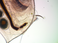 Daphnia longispina