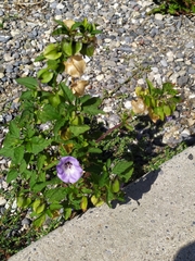 Nicandra physalodes