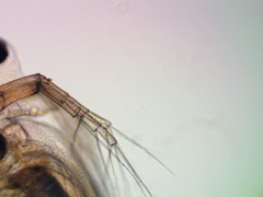 Daphnia longispina