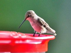 Archilochus alexandri