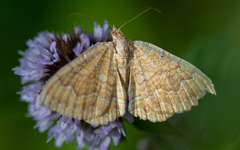 Camptogramma bilineata