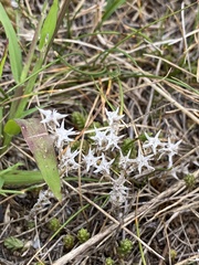 Sedum acre