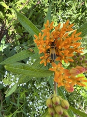 Chauliognathus pensylvanicus