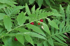 Streptopus lanceolatus