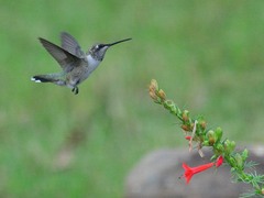 Archilochus alexandri