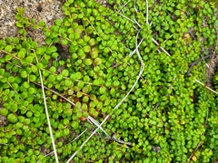Gaultheria hispidula