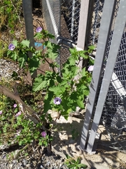Nicandra physalodes