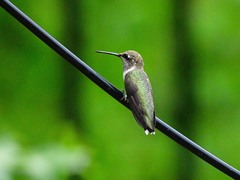 Archilochus alexandri