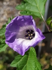 Nicandra physalodes
