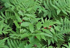 Streptopus lanceolatus