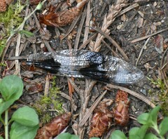 Libellula forensis