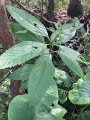 Eutrochium maculatum