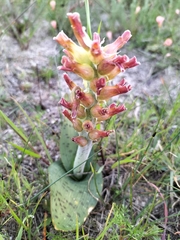 Lachenalia