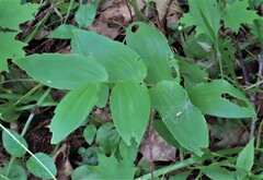 Streptopus lanceolatus