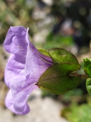 Nicandra physalodes