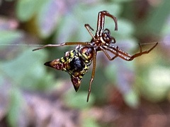 Micrathena sagittata