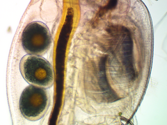 Daphnia longispina