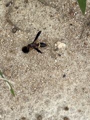 Euodynerus crypticus