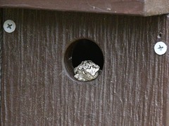 Hyla versicolor