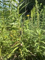 Argiope aurantia