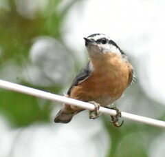 Sitta canadensis