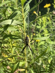 Argiope aurantia