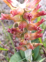 Lachenalia