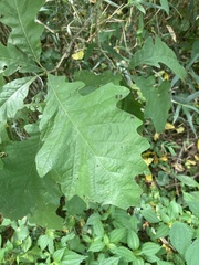 Quercus bicolor