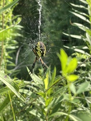 Argiope aurantia