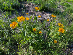 Heliopsis helianthoides
